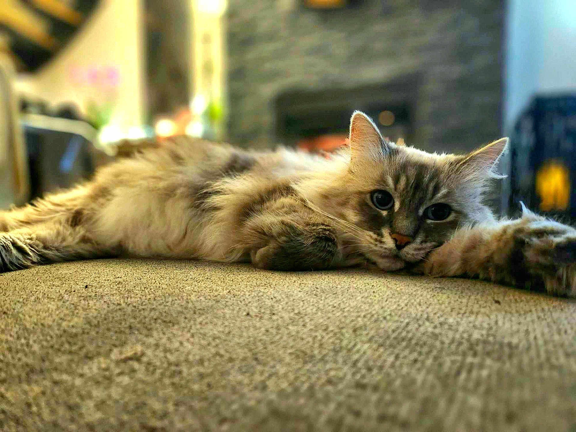 Frimousse
