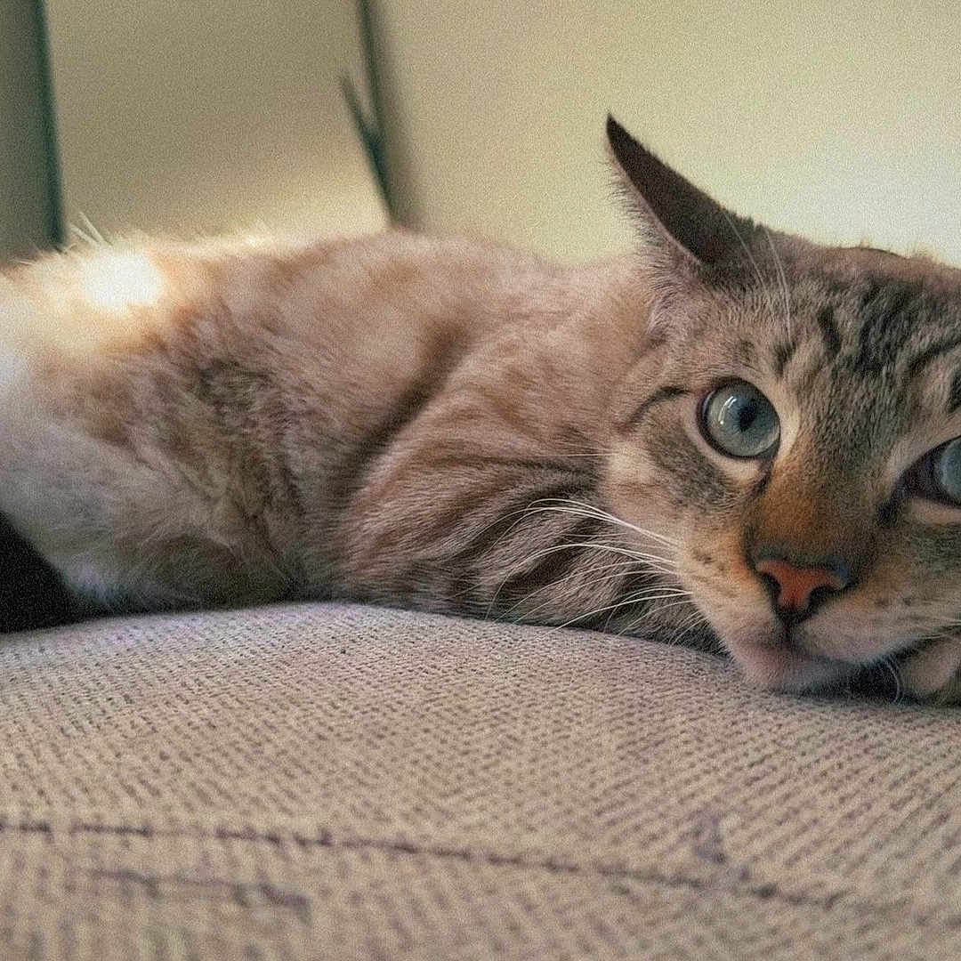 Ghost joined the competition — help win amazing prizes! abyssinian, animal, canine, cat, chair, couch, cushion, dog, egyptiancat, electronics, furniture, hardware, homedecor, indoors, kitten, manx, person, pet, siamese, sleeping