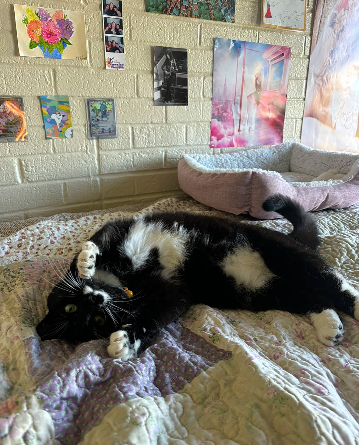 Sylvie joined the competition — help win amazing prizes! bed, black_and_white, cat, cozy, curious, decor, feline, fur, home, indoor, paws, pet, pet_bed, photograph, poster, quilt, relaxed, stretching, wall, whiskers