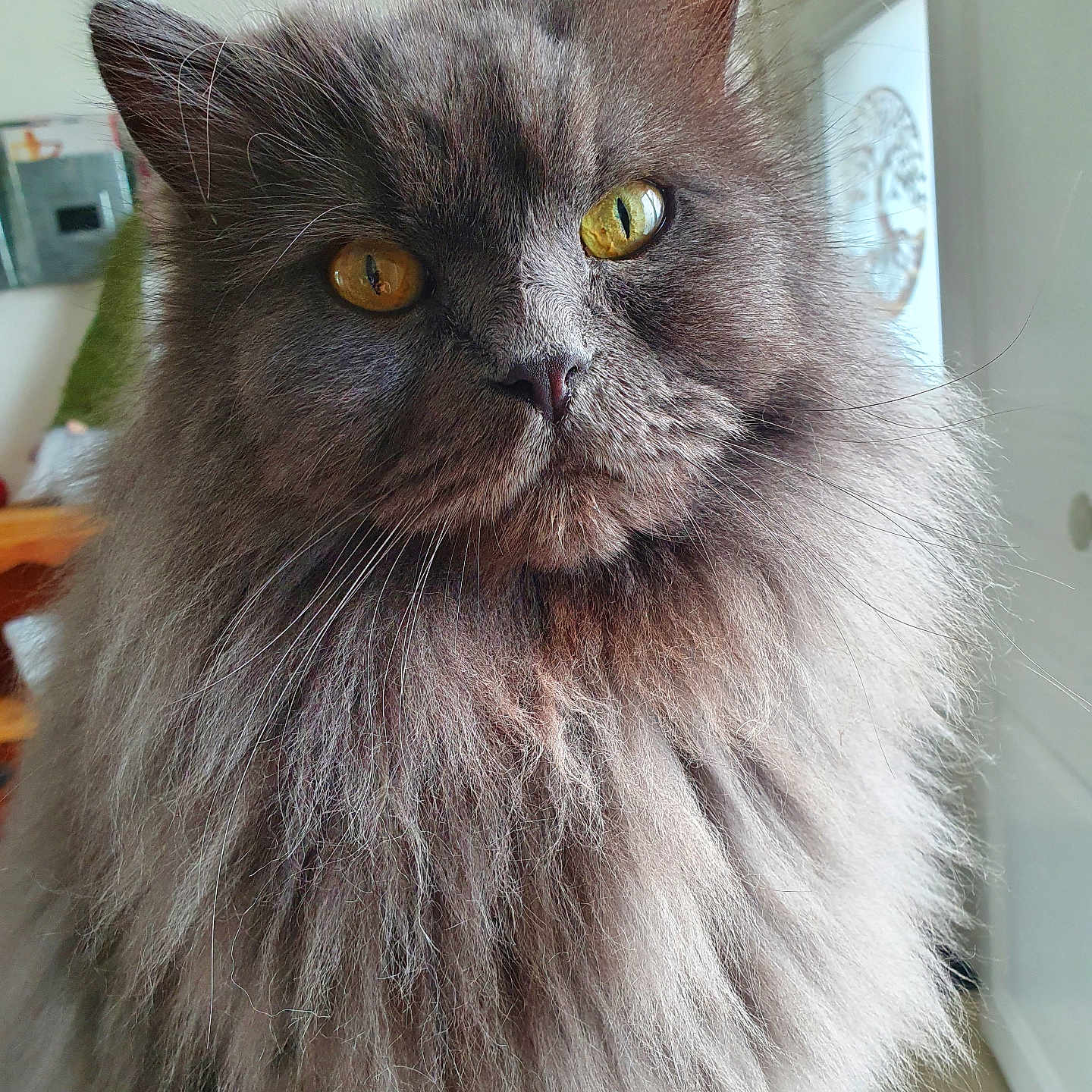 Gandja a rejoint le concours — aidez-le/la à gagner de superbes lots ! cat, fluffy, gray, amber_eyes, pet, indoor, close_up, feline, whiskers, fur, portrait, animal, cute, domestic_cat, face, looking, soft, long_hair, mammal, whisker
