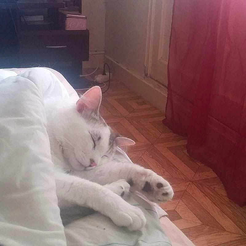 Junior a rejoint le concours — aidez-le/la à gagner de superbes lots ! animal, bed, bedroom, cat, computerhardware, couch, electronics, face, furniture, hardware, head, indoors, interiordesign, monitor, person, pet, photography, portrait, screen, tv