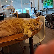 Poupette participe au concours pour gagner de l'argent avec cette photo : cat, orange_cat, table, wooden_table, chair, white_chair, living_room, blender, television, tv_screen, furniture, window, curtains, floor, relaxing_cat, pet, domestic_animal, cozy, finger, indoor