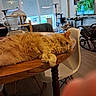 blender, cat, chair, cozy, curtains, domestic_animal, finger, floor, furniture, indoor, living_room, orange_cat, pet, relaxing_cat, table, television, tv_screen, white_chair, window, wooden_table
