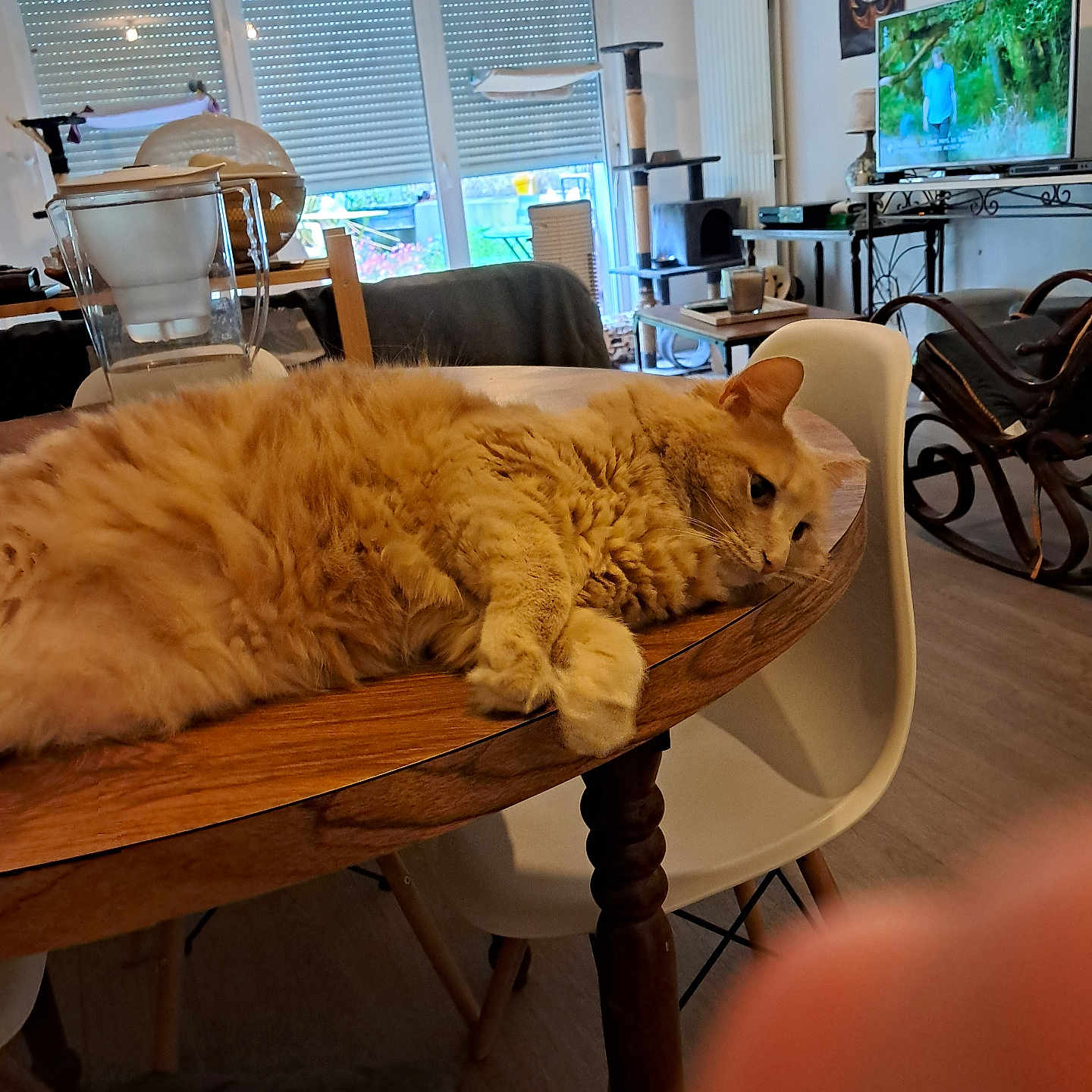 Poupette participe au concours pour gagner de l'argent avec cette photo : cat, orange_cat, table, wooden_table, chair, white_chair, living_room, blender, television, tv_screen, furniture, window, curtains, floor, relaxing_cat, pet, domestic_animal, cozy, finger, indoor