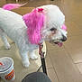 Ginger is registered to the contest to win money with this photo: bow, burger_king_cup, chair, cup, dog, dyed_tail, indoor, leash, leash_clip, people_legs, pet_grooming, pink_ears, poodle, shoes, small_dog, table, tile_floor, tongue_out, waiting_area, white_fur