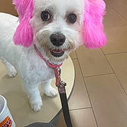 Ginger joined the competition — help win amazing prizes! accessory, big_eyes, close_up, collar, dog, dyed_fur, fur, groomed, indoor, leash, paw, pet_grooming, pink_ears, portrait, small_dog, smiling, table, takeaway_cup, tile_floor, white_dog