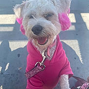 Ginger is registered to the contest to win money with this photo: dog, white_dog, pink_hoodie, happy, smiling, pet, leash, outdoor, canine, fur, cute, accessories, ears, collar, playful, animal, portrait, friendly, dog_walking, daylight
