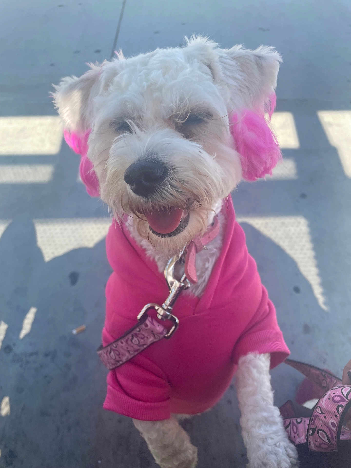 Ginger is registered to the contest to win money with this photo: dog, white_dog, pink_hoodie, happy, smiling, pet, leash, outdoor, canine, fur, cute, accessories, ears, collar, playful, animal, portrait, friendly, dog_walking, daylight