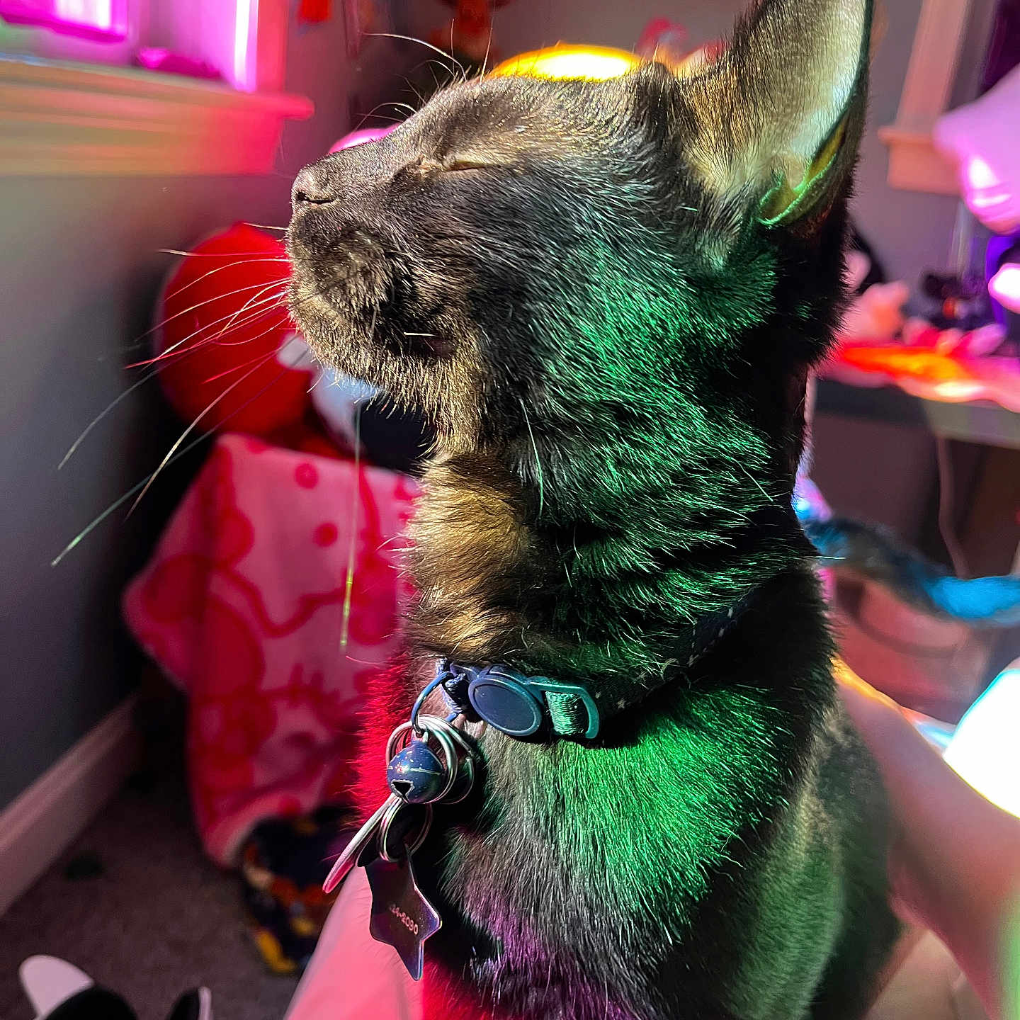 Rico Randolph is registered to the contest to win money with this photo: animal, black_cat, blanket, cat, close_up, collar, colorful_lighting, decor, domestic, feline, indoor, peaceful, pet, plush_toys, relaxed, room, sitting, soft_fur, whiskers, window_light
