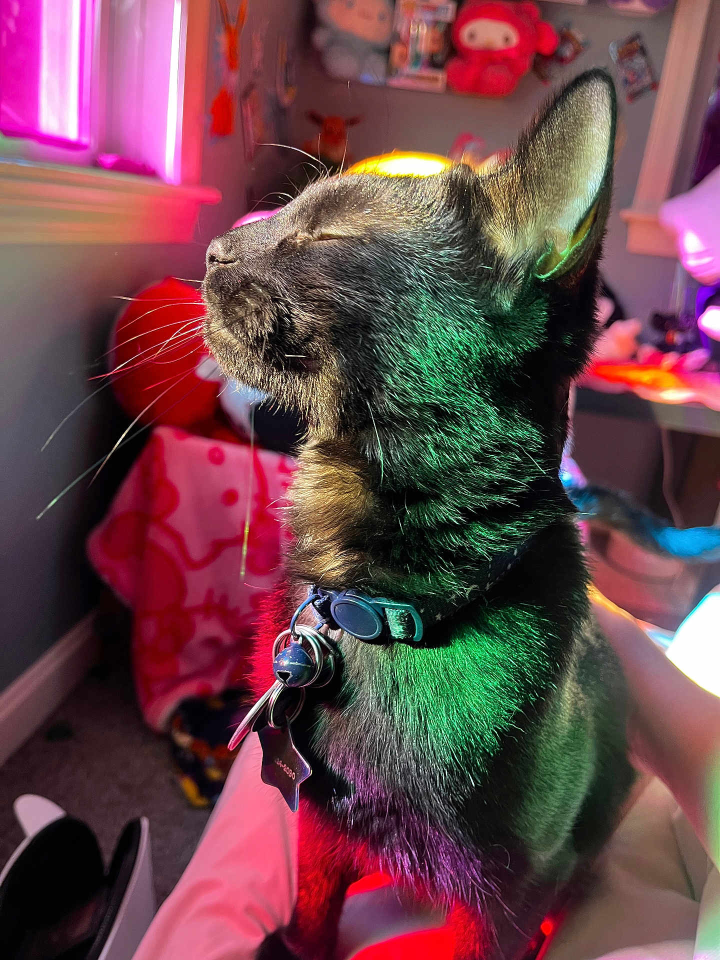 Rico Randolph is registered to the contest to win money with this photo: cat, black_cat, collar, indoor, colorful_lighting, whiskers, pet, feline, relaxed, close_up, soft_fur, window_light, plush_toys, blanket, room, decor, animal, domestic, sitting, peaceful