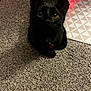black_cat, cat, pet, indoor, carpet, collar, tag, floor, animal, feline, looking, curious, patterned_mat, close_up, domestic_animal, small_pet, sitting, eyes, fur, home