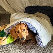 Joey is registered to the contest to win money with this photo: dog, blanket, carpet, cozy, indoor, brown_dog, pet, resting, snug, curious, fur, animal, mammal, comfort, home, cute, domestic, relaxed, warm, companion