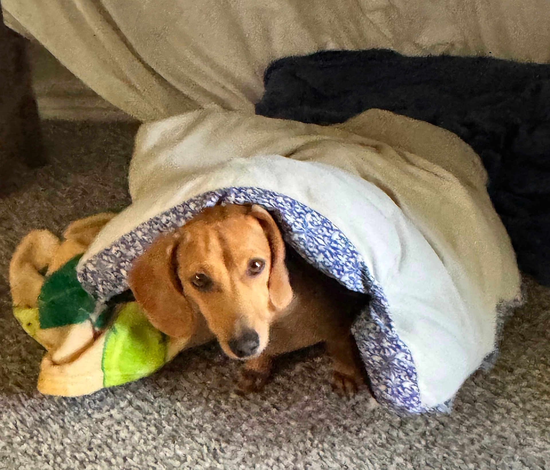 Joey is registered to the contest to win money with this photo: dog, blanket, carpet, cozy, indoor, brown_dog, pet, resting, snug, curious, fur, animal, mammal, comfort, home, cute, domestic, relaxed, warm, companion