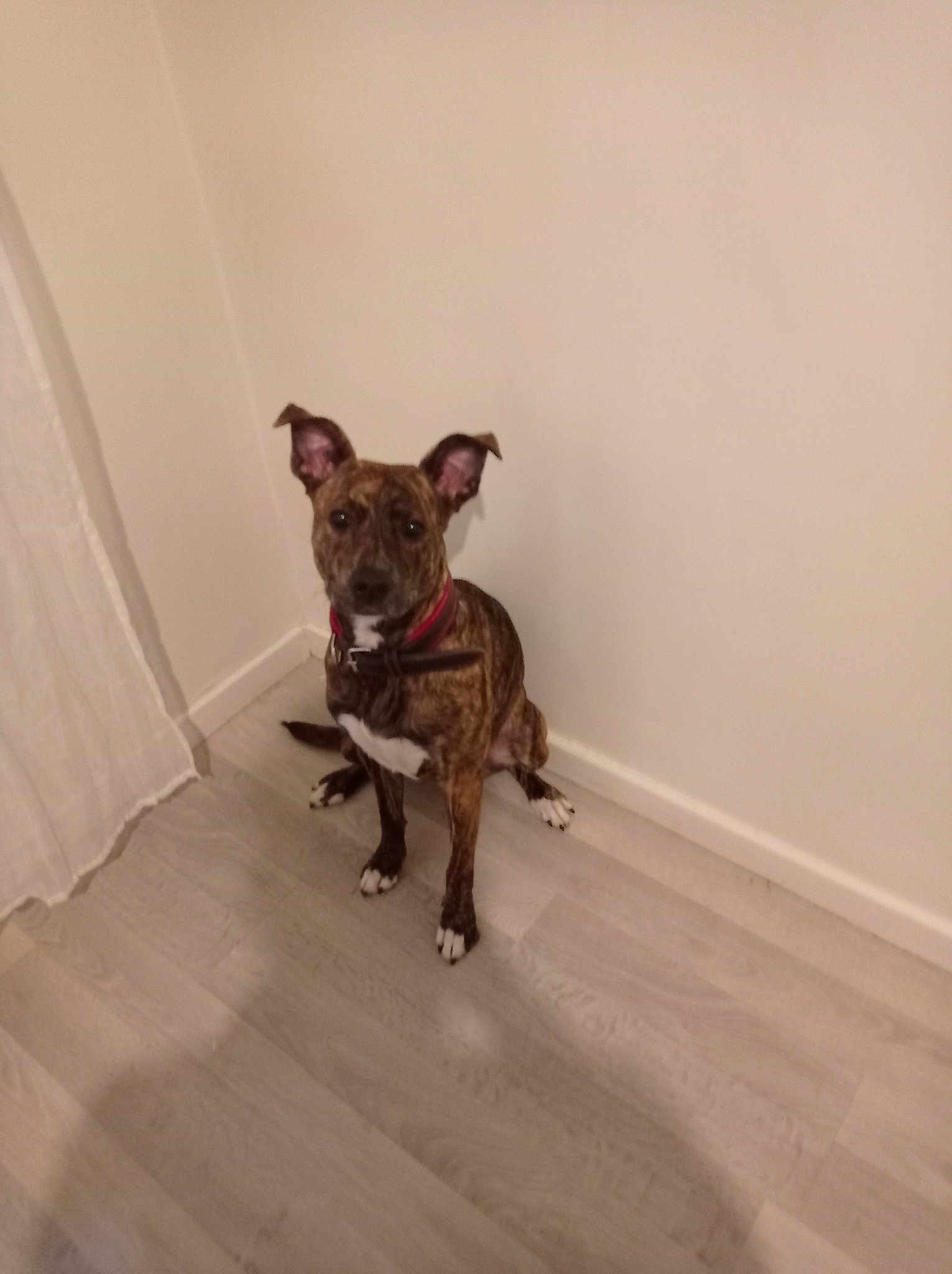 Nala