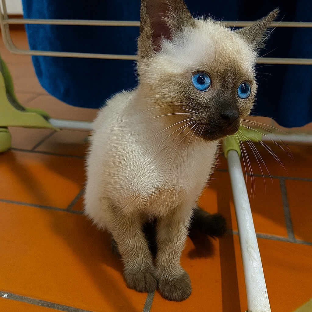 Nala a rejoint le concours — aidez-le/la à gagner de superbes lots ! animal, blue_eyes, cat, closeup, curious, domestic, ears, floor, fur, furniture, household, indoor, kitten, pet, siamese, sitting, small, tiles, whiskers, young