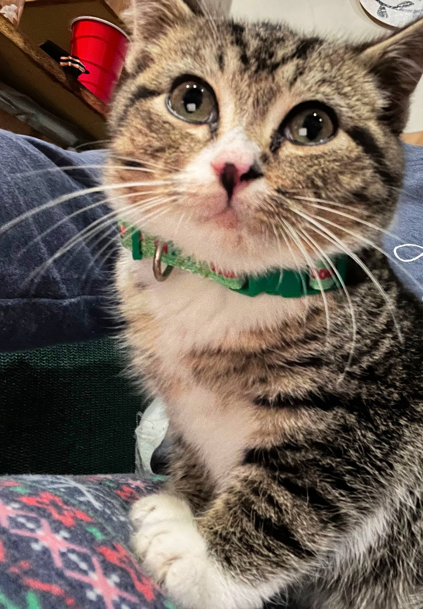 Calvin is registered to the contest to win money with this photo: carnivore, cat, claw, domestic_short_haired_cat, felidae, fur, pattern, paw, plaid, small_to_medium_sized_cats, snout, tail, tartan, terrestrial_animal, whiskers