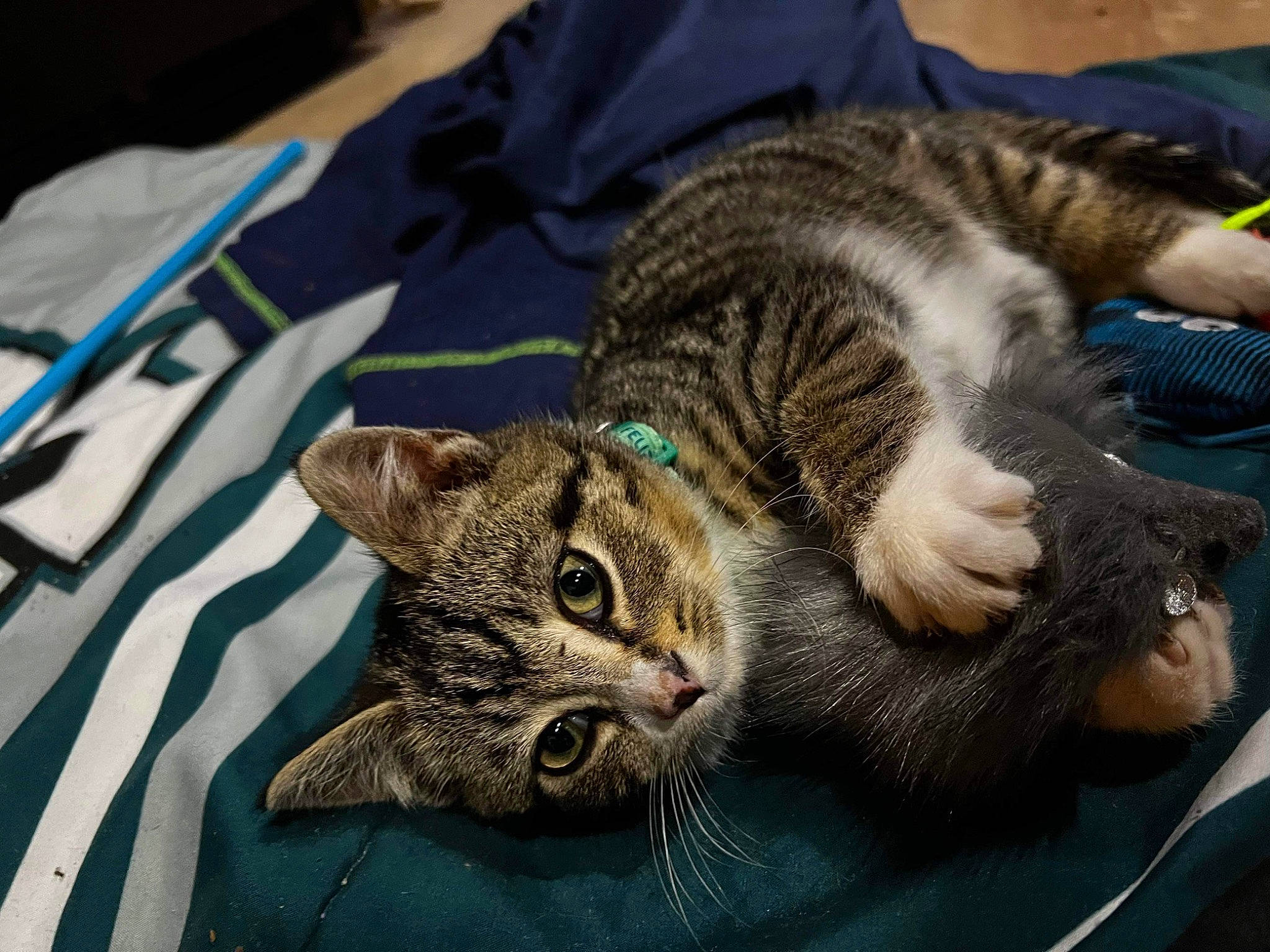 Calvin joined the competition — help win amazing prizes! carnivore, cat, cat_supply, claw, comfort, domestic_short_haired_cat, felidae, fur, grass, paw, small_to_medium_sized_cats, snout, tail, terrestrial_animal, whiskers, wildlife