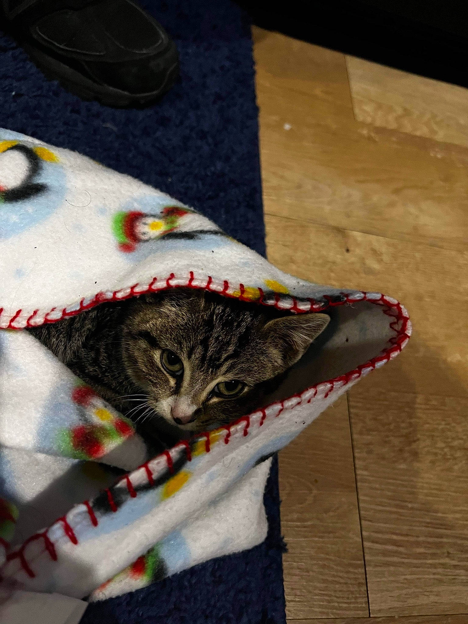 Calvin is registered to the contest to win money with this photo: art, carnivore, cat, domestic_short_haired_cat, eye, fashion_accessory, felidae, fur, grey, hat, linens, pattern, small_to_medium_sized_cats, snout, stuffed_toy, tail, thread, whiskers, wool, woolen