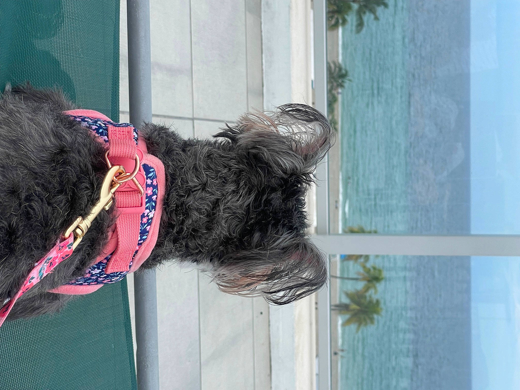 Scarlette is registered to the contest to win money with this photo: canidae, carnivore, collar, companion_dog, dog, dog_breed, dog_collar, dog_supply, fur, mammal, pet_supply, sky, snout, sporting_group, tail, tree, water, water_dog, window, wood