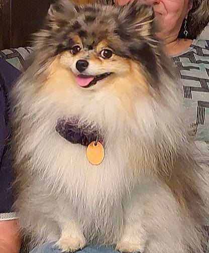 Foxy is registered to the contest to win money with this photo: canidae, carnivore, collie, companion_dog, dog, dog_breed, dog_supply, fang, fur, german_spitz, photograph, photography, pomeranian, snout, spitz, terrestrial_animal, toy_dog, whiskers, wildlife, working_dog