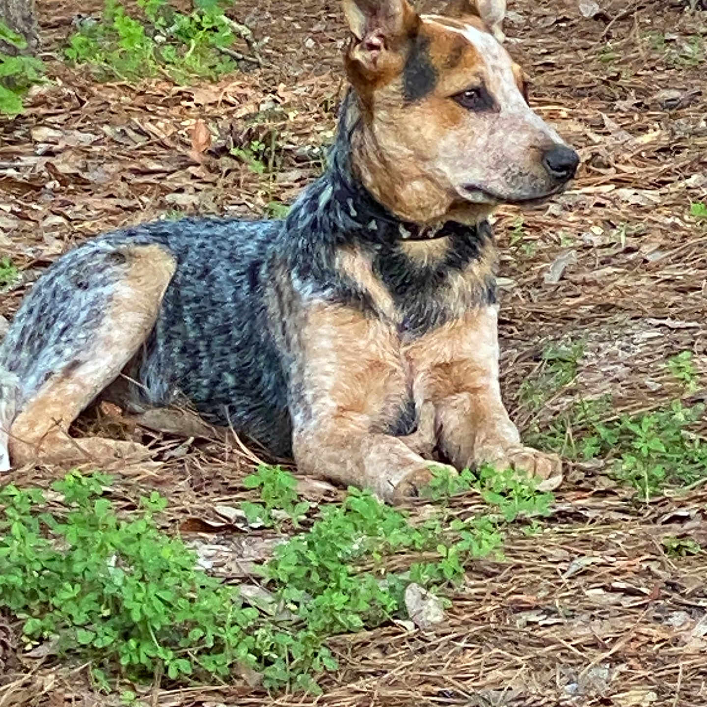 Buddy Langford joined the competition — help win amazing prizes! animal, ball, canine, dog, football, germanshepherd, grass, herbal, hound, outdoors, pet, plant, puppy, rock, soccer, soccerball, soil, sport, tree, vegetation