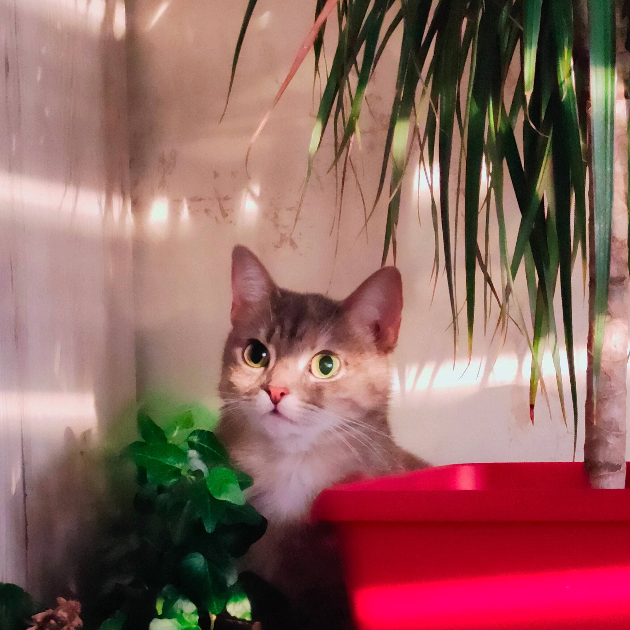 Caline participe au concours pour gagner de l'argent avec cette photo : box, carnivore, cat, domestic_short_haired_cat, eye, fawn, felidae, fur, glass, pet_supply, plant, room, sitting, small_to_medium_sized_cats, snout, tail, whiskers, window, wood