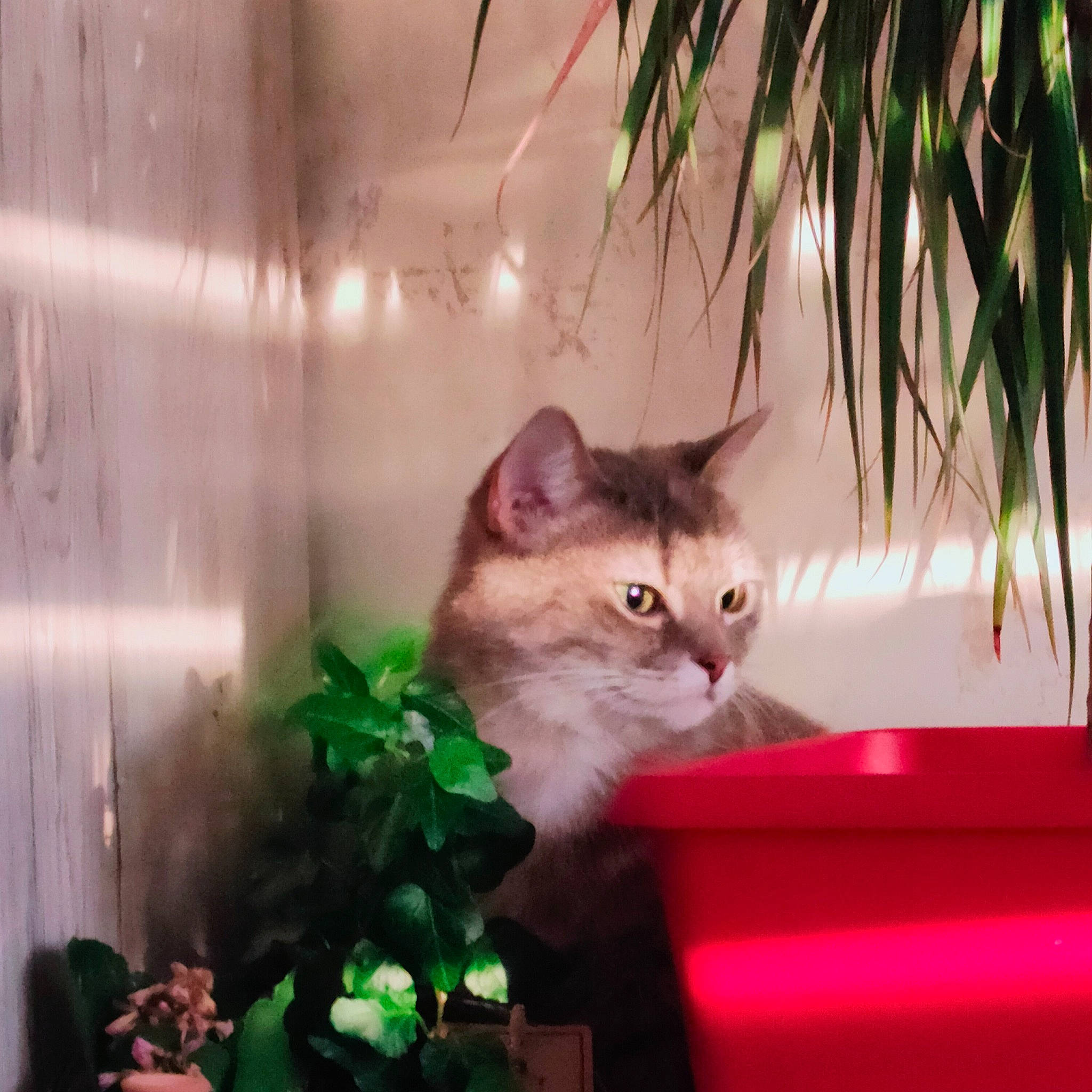 Caline a rejoint le concours — aidez-le/la à gagner de superbes lots ! box, carnivore, cat, domestic_short_haired_cat, fawn, felidae, flowerpot, fur, grass, houseplant, photo_caption, plant, room, small_to_medium_sized_cats, snout, tail, tree, whiskers, window, wood