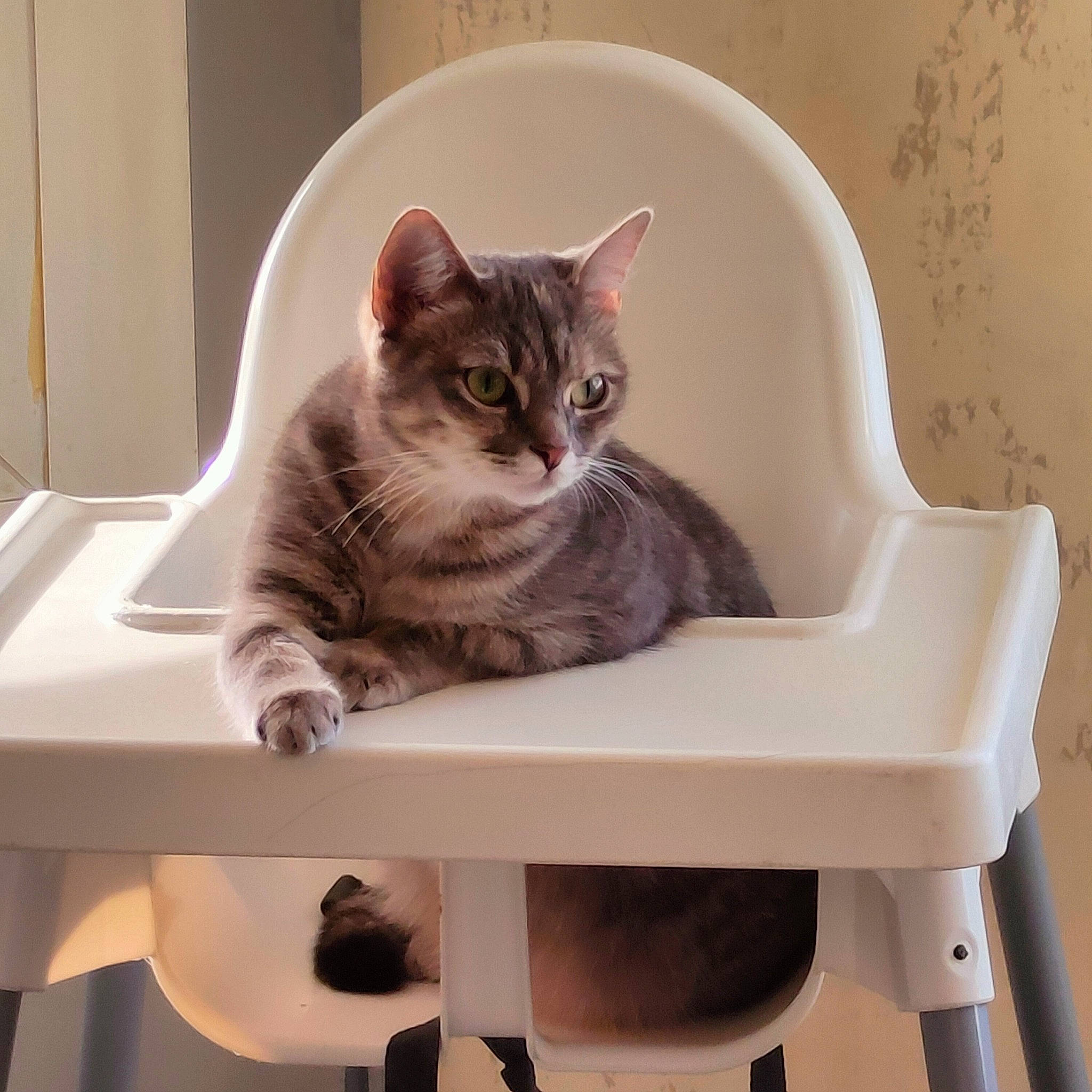 Caline a rejoint le concours — aidez-le/la à gagner de superbes lots ! box, carnivore, cat, comfort, domestic_short_haired_cat, felidae, fur, paw, pet_supply, plant, rectangle, room, shelf, shelving, sitting, small_to_medium_sized_cats, table, tableware, tail, whiskers