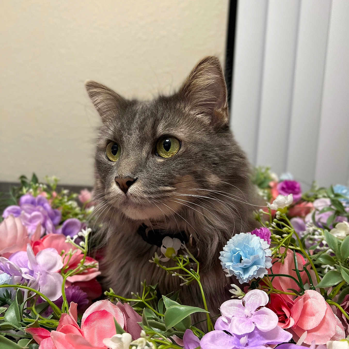 Zedd is registered to the contest to win money with this photo: anemone, animal, carnation, cat, dahlia, daisy, flower, flowerarrangement, flowerbouquet, geranium, ikebana, kitten, pattern, peony, pet, petal, plant, pottedplant, purple, rose