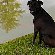Bella is registered to the contest to win money with this photo: animal, black_dog, canine, collar, dog, grass, landscape, nature, open_mouth, outdoors, packaging, pet, pond, portrait, riverbank, sitting, smiling, tongue, tree_reflection, water