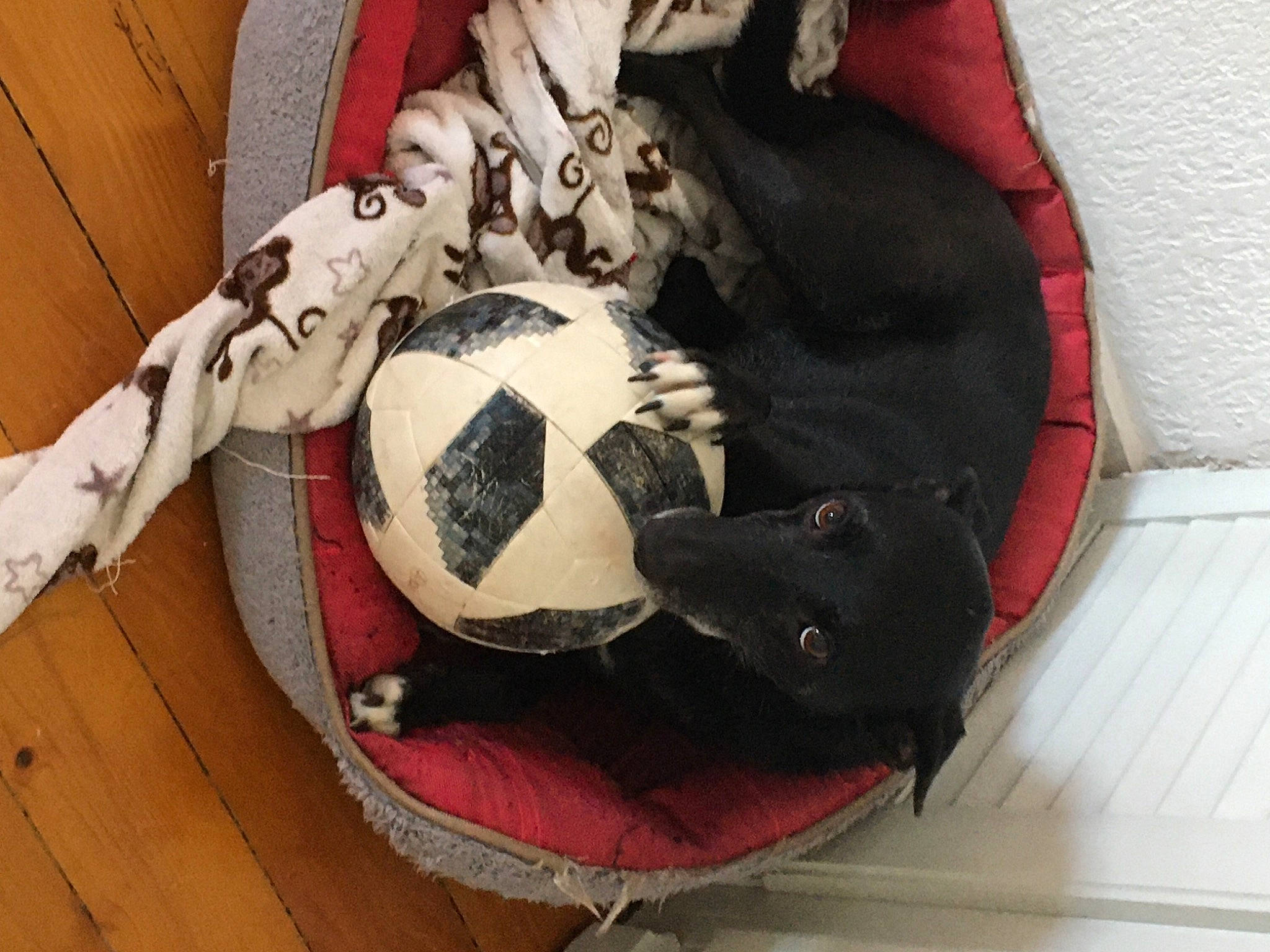 Chloé a rejoint le concours — aidez-le/la à gagner de superbes lots ! bag, ball, carnivore, comfort, companion_dog, dog_breed, dog_supply, fashion_accessory, flooring, football, luggage_and_bags, pattern, personal_protective_equipment, reptile, snout, sporting_group, sports_gear, stuffed_toy, toy, wood