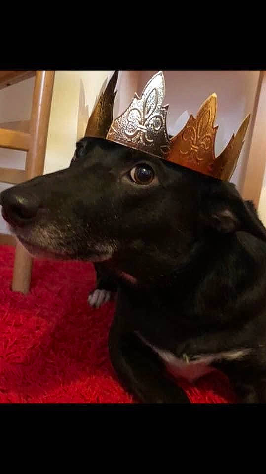 Chloé participe au concours pour gagner de l'argent avec cette photo : canidae, carnivore, collar, companion_dog, cone, costume_hat, dog, dog_breed, dog_collar, ear, fawn, flooring, fur, liver, party_hat, pet_supply, snout, sporting_group, whiskers, working_animal