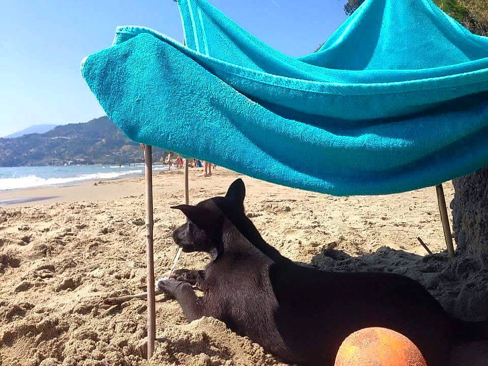 Chloé participe au concours pour gagner de l'argent avec cette photo : azure, beach, blue, carnivore, coastal_and_oceanic_landforms, fawn, fun, green, landscape, leisure, outdoor_furniture, people_on_beach, shade, shore, sky, sunlounger, travel, water, wind_wave, wood