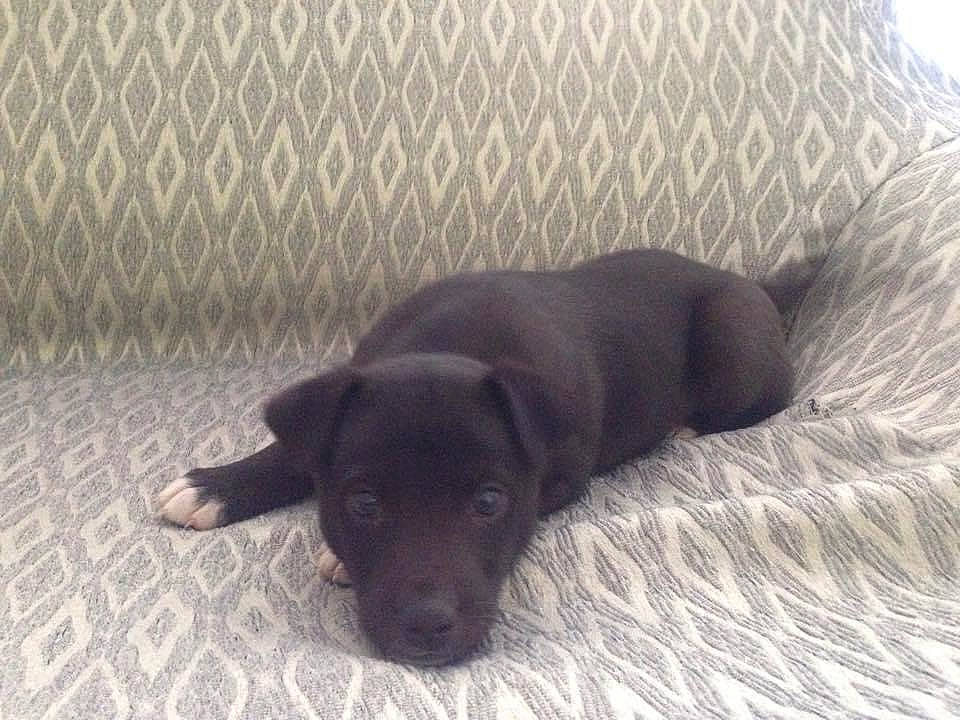 Chloé a rejoint le concours — aidez-le/la à gagner de superbes lots ! carnivore, comfort, companion_dog, dog, dog_breed, flooring, fur, grey, gun_dog, hardwood, liver, paw, retriever, sporting_group, tail, terrestrial_animal, whiskers, working_animal