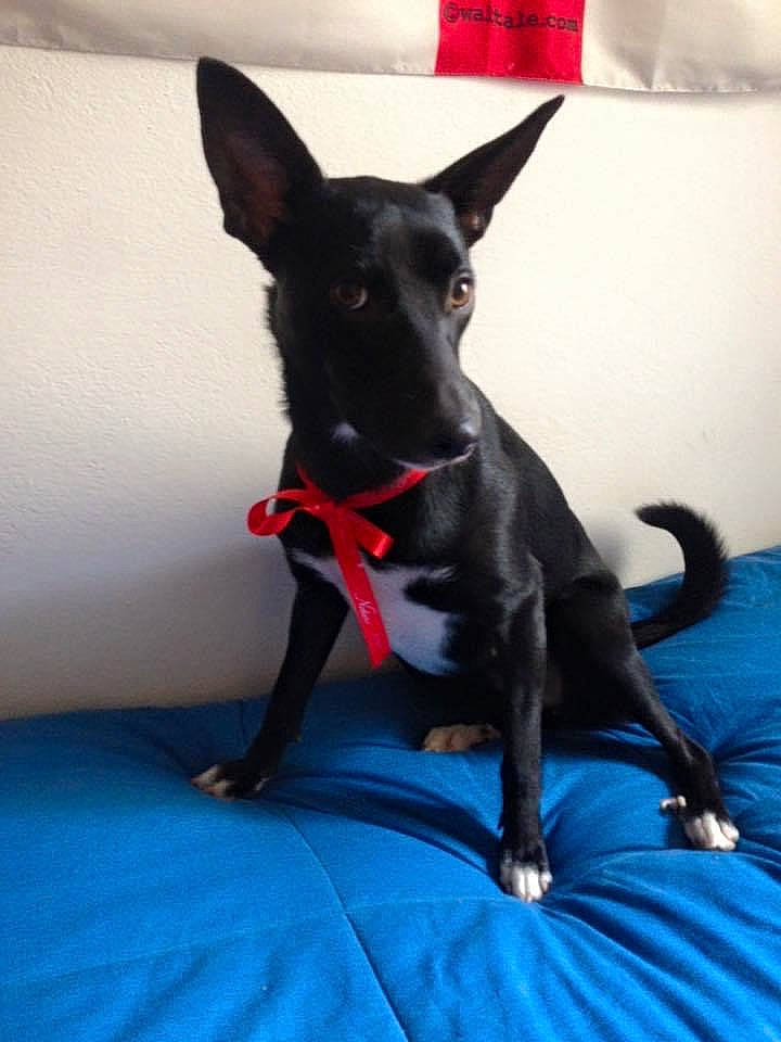 Chloé a rejoint le concours — aidez-le/la à gagner de superbes lots ! blue, canidae, carmine, carnivore, collar, companion_dog, dog, dog_breed, dog_collar, dog_supply, ear, electric_blue, fawn, pet_supply, snout, sporting_group, tail, toy_dog, whiskers, working_animal