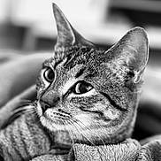 Biscotte participe au concours pour gagner de l'argent avec cette photo : animal, black_and_white, blanket, calm, cat, close_up, cozy, cute, ears, eyes, feline, fur, indoor, pet, portrait, relaxed, resting, soft_texture, tabby, whiskers