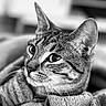 animal, black_and_white, blanket, calm, cat, close_up, cozy, cute, ears, eyes, feline, fur, indoor, pet, portrait, relaxed, resting, soft_texture, tabby, whiskers
