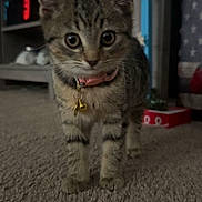 Peach is registered to the contest to win money with this photo: animal, bells, carpet, cat, closeup, collar, curious, cute, domestic, ears, feline, floor, home, indoor, kitten, pet, small, tabby, whiskers, young