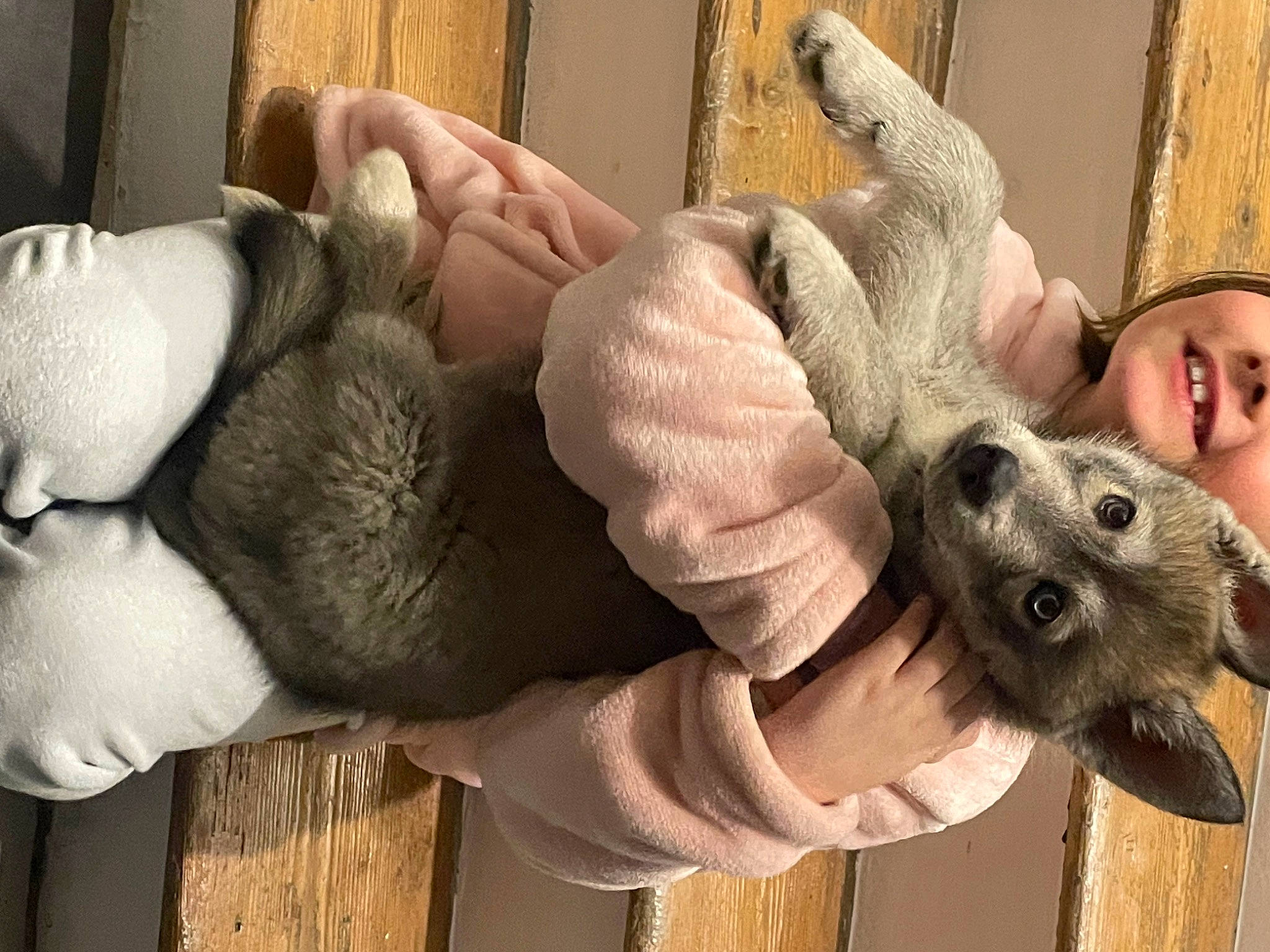 Lyse a rejoint le concours — aidez-le/la à gagner de superbes lots ! baby, comfort, companion_dog, dog_breed, ear, finger, fur, gesture, joy, mammal, nail, person, plush, stuffed_toy, tail, thumb, toddler, toy, vertebrate, wool