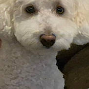 Spike joined the competition — help win amazing prizes! dog, white_dog, curly_fur, pet, animal, closeup, face, cute, fluffy, indoor, portrait, looking, eyes, nosedog, canine, mammal, companion, domestic, phone_screenshot, fabric