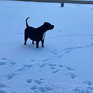 Kingston is registered to the contest to win money with this photo: backyard, black_and_white_coat, canine, cold, dog, dog_face, footprints, front_yard, house, lawn, mailbox, outdoor, paws, pet, silhouette, snow, standing, street, tracks, winter
