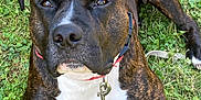 Kingston is registered to the contest to win money with this photo: animal, brindle, canine, close_up, clover, collar, dog, eyes, fur, grass, leash, metal_clip, nose, outdoor, paws, pet, pitbull, portrait, relaxed, white_chest