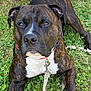 animal, brindle, canine, close_up, clover, collar, dog, eyes, fur, grass, leash, metal_clip, nose, outdoor, paws, pet, pitbull, portrait, relaxed, white_chest
