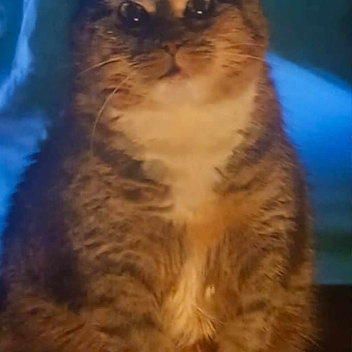 Lilly is registered to the contest to win money with this photo: abyssinian, angora, animal, canine, cat, dog, hardwood, head, indoors, interiordesign, kitten, manx, person, pet, snout, wood