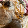 Amaretto is registered to the contest to win money with this photo: cat, fluffy, blue_eyes, bed, striped_sheets, plush_toy, mouse_toy, pet, feline, relaxed, indoor, cozy, whiskers, ears, tail, paws, curious, soft, animal, cute