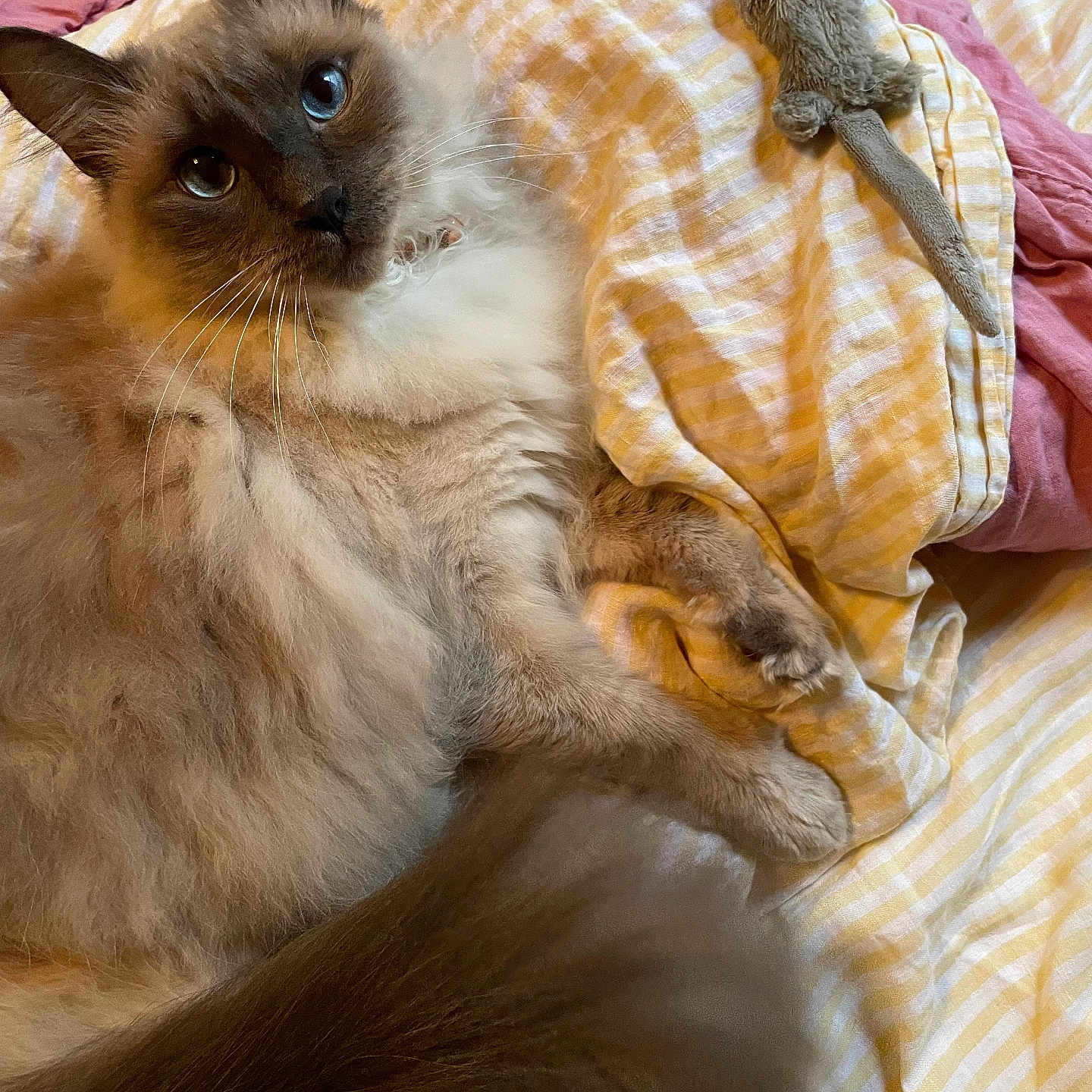 Amaretto