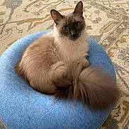 Amaretto joined the competition — help win amazing prizes! cat, blue_eyes, fluffy_tail, curled_up, blue_cushion, patterned_rug, indoor, pet, feline, soft_fur, looking_at_camera, domestic_cat, cozy, resting, close_up, floor, home, animal, cute, relaxed