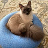 cat, blue_eyes, fluffy_tail, curled_up, blue_cushion, patterned_rug, indoor, pet, feline, soft_fur, looking_at_camera, domestic_cat, cozy, resting, close_up, floor, home, animal, cute, relaxed