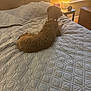 dog, bed, quilt, lamp, window, indoor, furniture, brown_dog, collar, curly_fur, resting, home, cozy, light, table, tissue_box, wood_floor, evening, relaxation, quiet