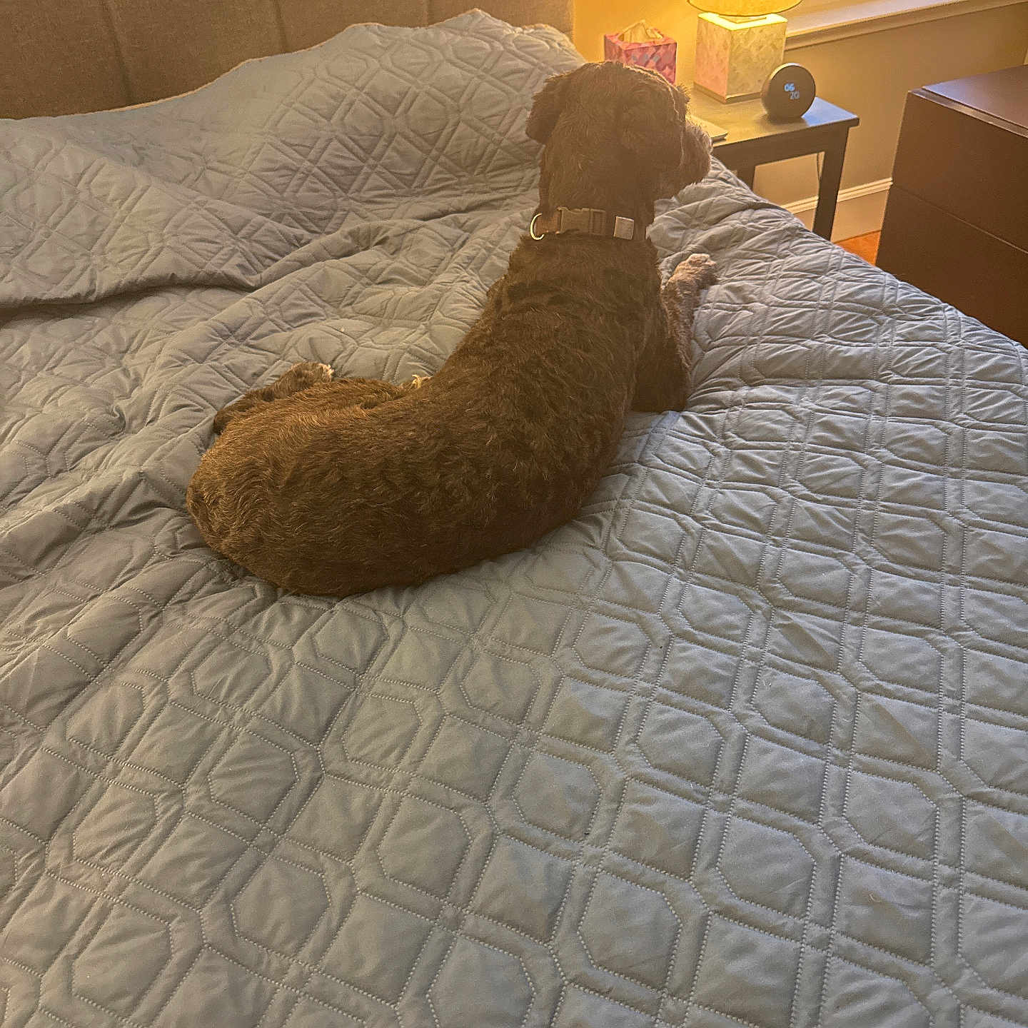 Lola is registered to the contest to win money with this photo: bed, brown_dog, collar, cozy, curly_fur, dog, evening, furniture, home, indoor, lamp, light, quiet, quilt, relaxation, resting, table, tissue_box, window, wood_floor